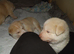 Chowdaneski puppies!