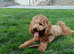 (UNPROVEN) cockapoo male F3 available for stud