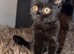3 beautiful Himalayan Persian kittens