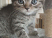Bsh X Scotish straight kittens.