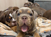 Last of the litter, NEBBR registered