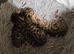 Boys and girls for sale, different ages, all kittens
