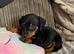 Pure-bred Mini Dachshund Puppies – Ready For Their Forever Homes!