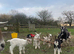 Kid goats for sale