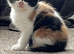Calico girl
