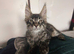 ready now STUNNING TICA MAINE COON KITTENS