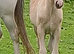 Smart Registered Section A Palomino Colt