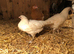 11 week old pullets available