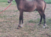 For sale at weening in December
