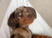 Dapple dachshunds