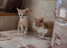 Kittens for sale