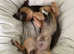 Blue and tan jack Russell Proven stud 8 litters