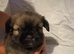 Beautiful Lhaso apso mix puppies