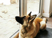 Male KC Registered German Shepherd Puppy Available