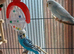 Pair of young budgies