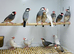Java finches