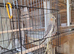 Baby Cockatiels and Budgies