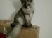 5 months old male