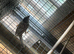 Mutation house sparrows greensingers cock Raza canary&rsquo;s