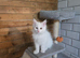 Male Main Coon kitten