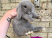 2 Lilac Pure Mini Lop Does - Ready 11th July!