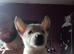 Belgian Mali pups