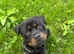 Rottweiler needs new forever home
