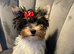 Teacup Yorkshire terrier biewer 3 colours