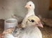Chicks