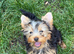 Yorkshire Terrier boys