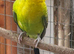 Male Blackwing Budgie