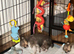 Gorgeous Shetland sheepdog puppies