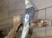 Baby Cockatiels all colours available,17