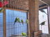 Budgies