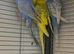 Baby Budgies Blue White Yellow