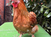 Pilkie Cockerel looking for new pastures