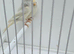 BEAUTIFUL PROVEN PAIR REDPOLLS MUTATION COLORS