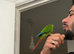 Tame conures