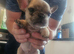 French bulldog puppies