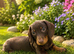 Dachshund boy