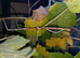 Zompro's Stick Insects