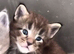 Maine coon pedigree kittens