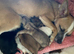 Gorgeous Chihuahua-Mix (Jack-Chi) Puppies Seeking 5-Star Homes