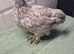 Pekin batam pullets