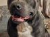 Staffy looking for his forever home. Still available (28th may)