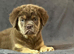 old tyme bulldog full fluffy