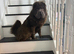 Top quality champion bear coat shar pei