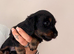 READY TO GO Beautiful Mini Dachshund Puppies
