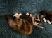 Kittens for sale