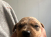 Lurcher cross Labrador